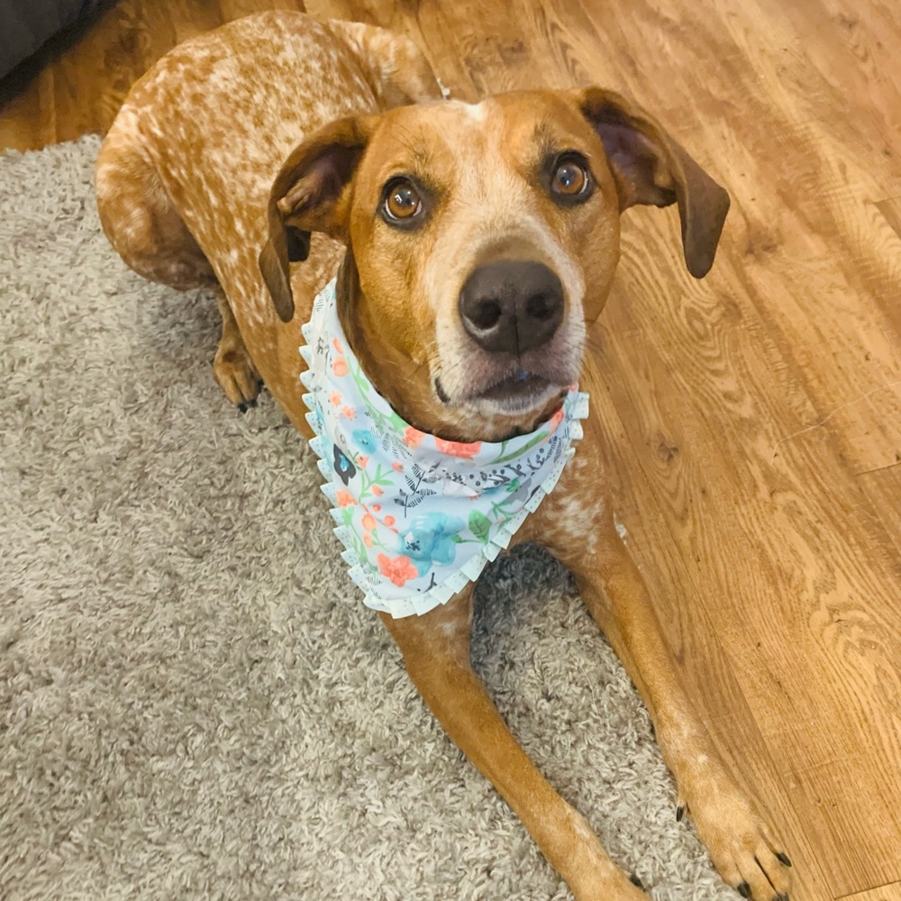 Over the collar ruffle bandana